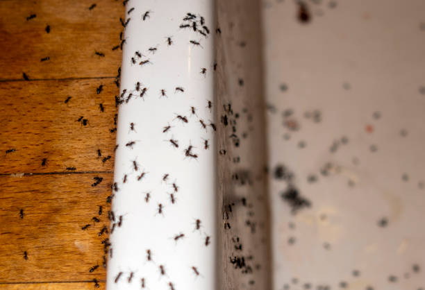 Professional Pest Control in Enlow, PA